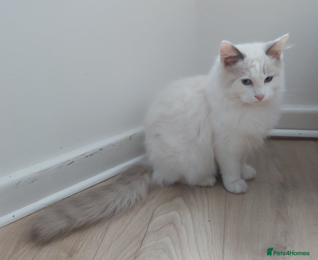 Ragdoll cats for sale: RAGDOLL BICOLOUR BOY BLUE EYES READY NOW! - Image 32