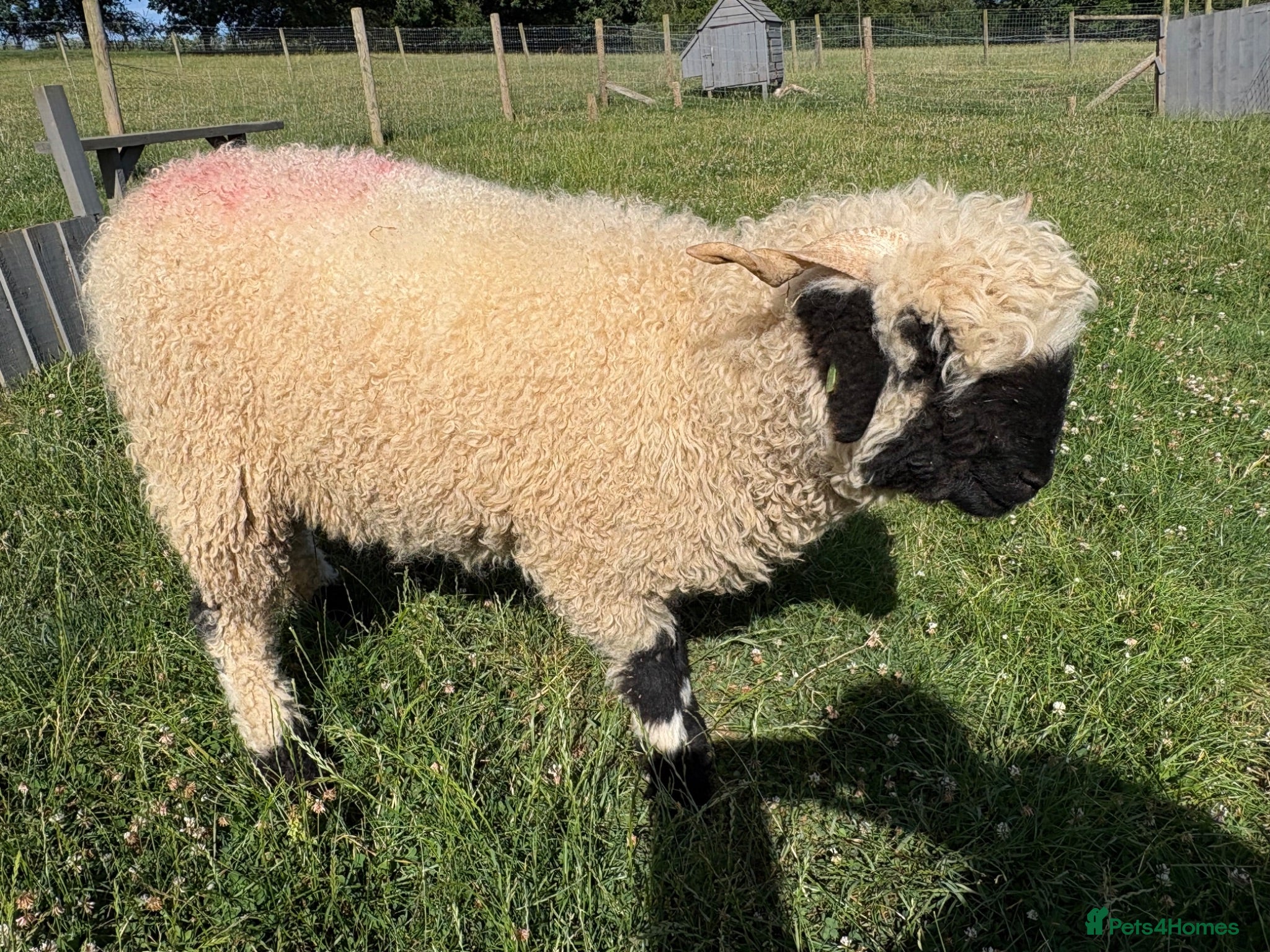 Sheep livestock Pedigree Registered Blacknose Valais Ewes - Advert 4