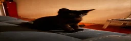 Mixed Breed cats for sale: Cats for sale - Advert 6