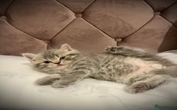 Scottish Fold cats for sale: Selling Adorable Scottish Fold & Straight Kittens - Image 16