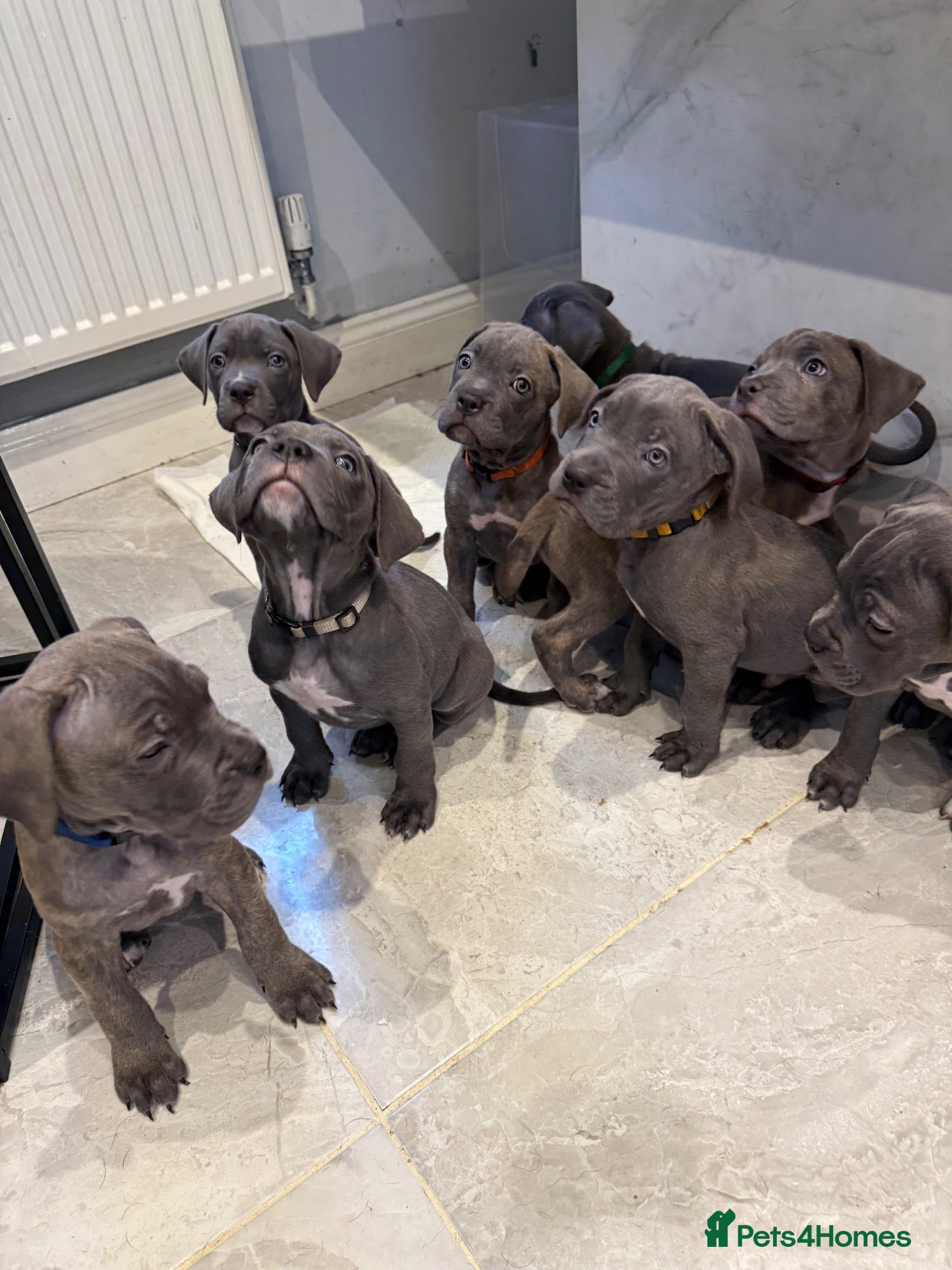 Cane Corso dogs Cane corso puppies £900 - Advert 1