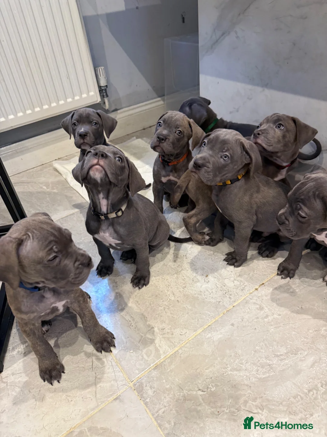 Cane Corso dogs for sale: Cane corso puppies £900 in Colchester - Advert 1
