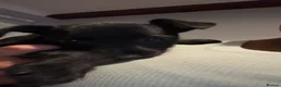 Patterdale Terrier dogs for sale: Small Patter-dale puppies ready now  - Advert 9