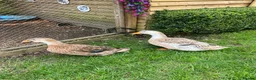 Ducks poultry for sale: 2 Ducks and 3 chickens looking for a new home in Truro - Advert 1