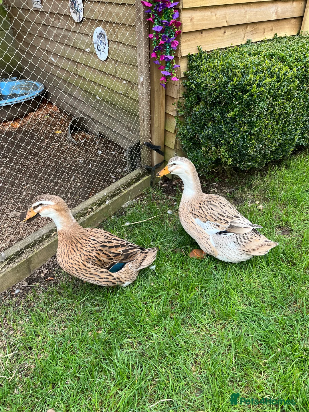 Ducks poultry for sale: 2 Ducks and 3 chickens looking for a new home in Truro - Advert 1