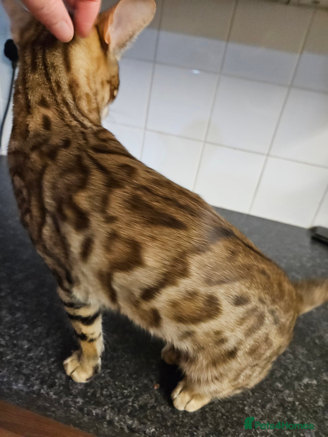 Bengal cats for sale: Silver/ mink bengals kittens  - Advert 37