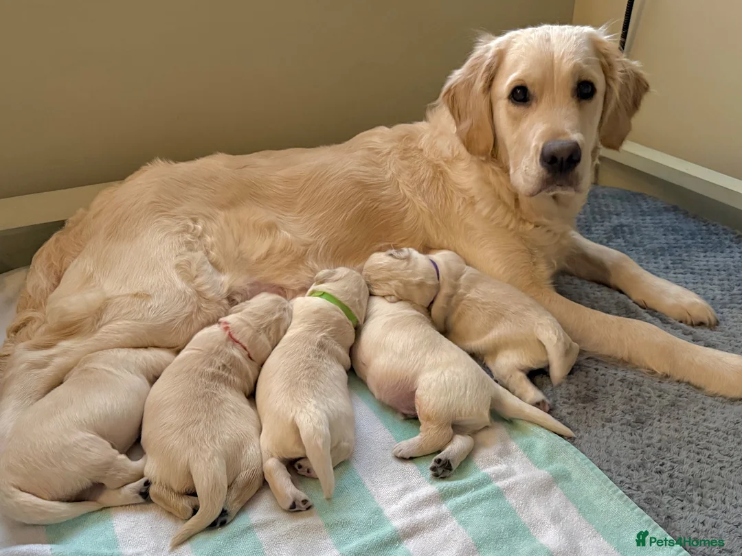 Golden Retriever dogs for sale:     KC Golden Retriever Puppies Due October - Advert 9