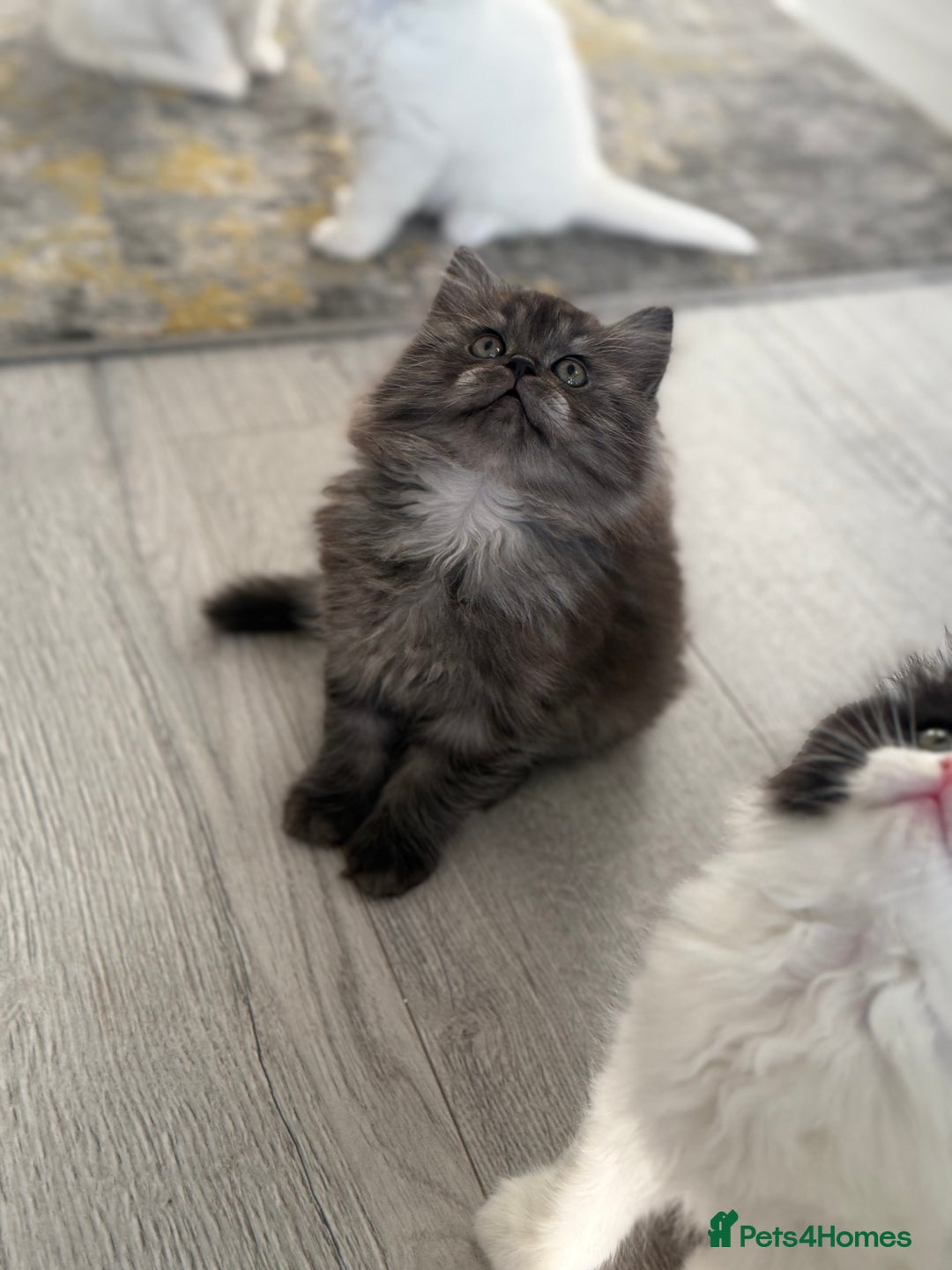Persian cats for sale: Persian  - Advert 3