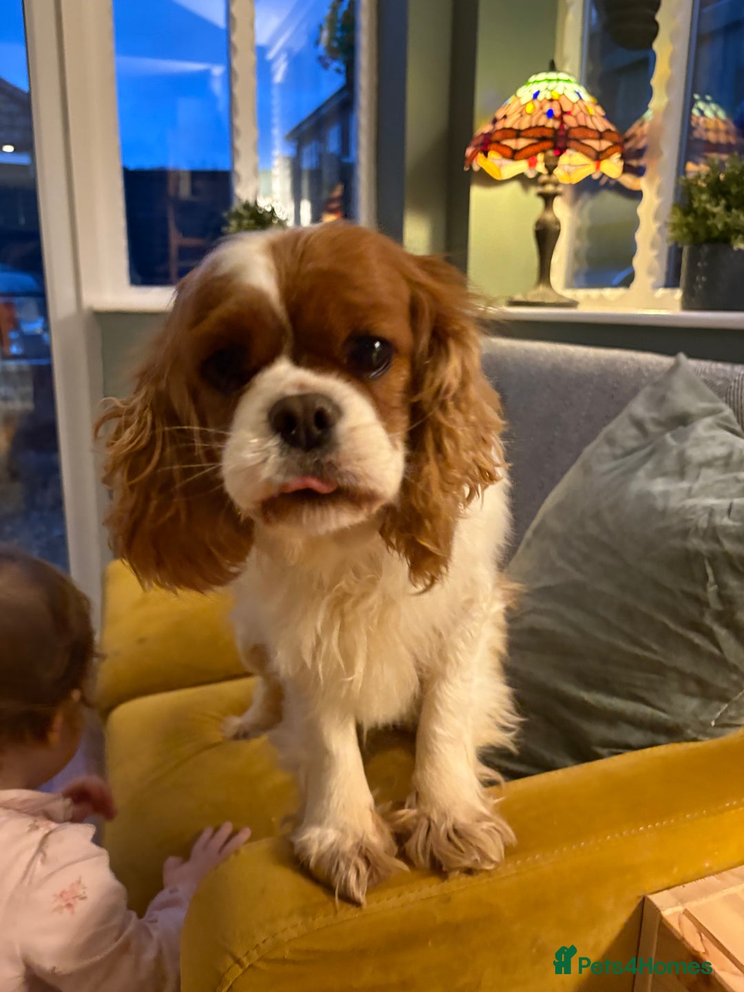 Cavalier King Charles Spaniel dogs for sale: Cavalier girl looking for home - Advert 1