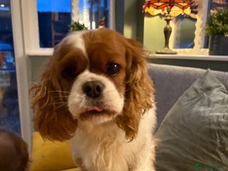 Cavalier King Charles Spaniel dogs Cavalier girl looking for home - Advert 3
