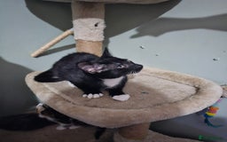Mixed Breed cats for sale: Black and white Tuxedo cats - Image 5