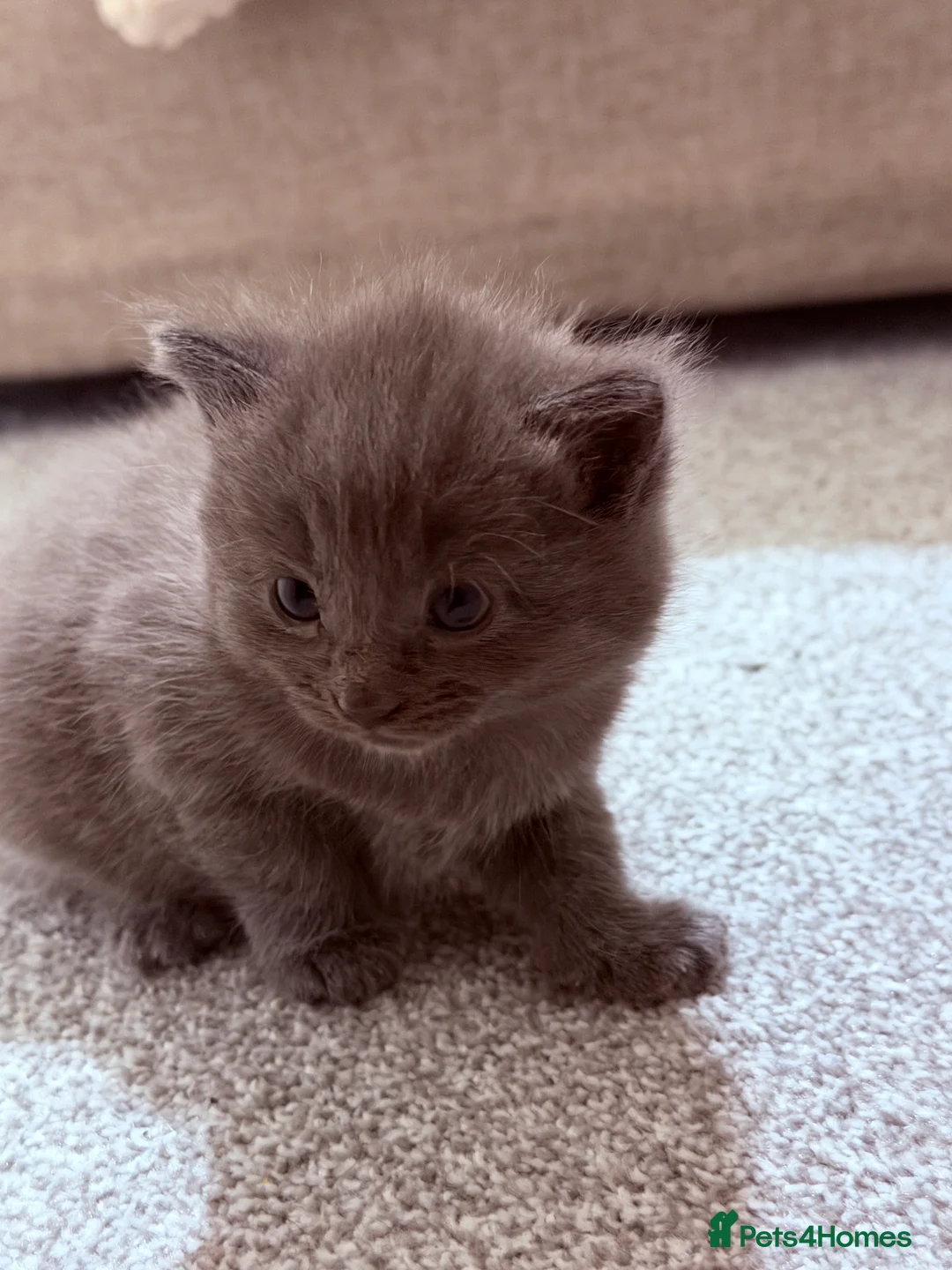 Mixed Breed cats for sale: No names yet - Advert 16