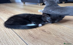Domestic Shorthair cats for sale: 4 black and white kittens - Image 2