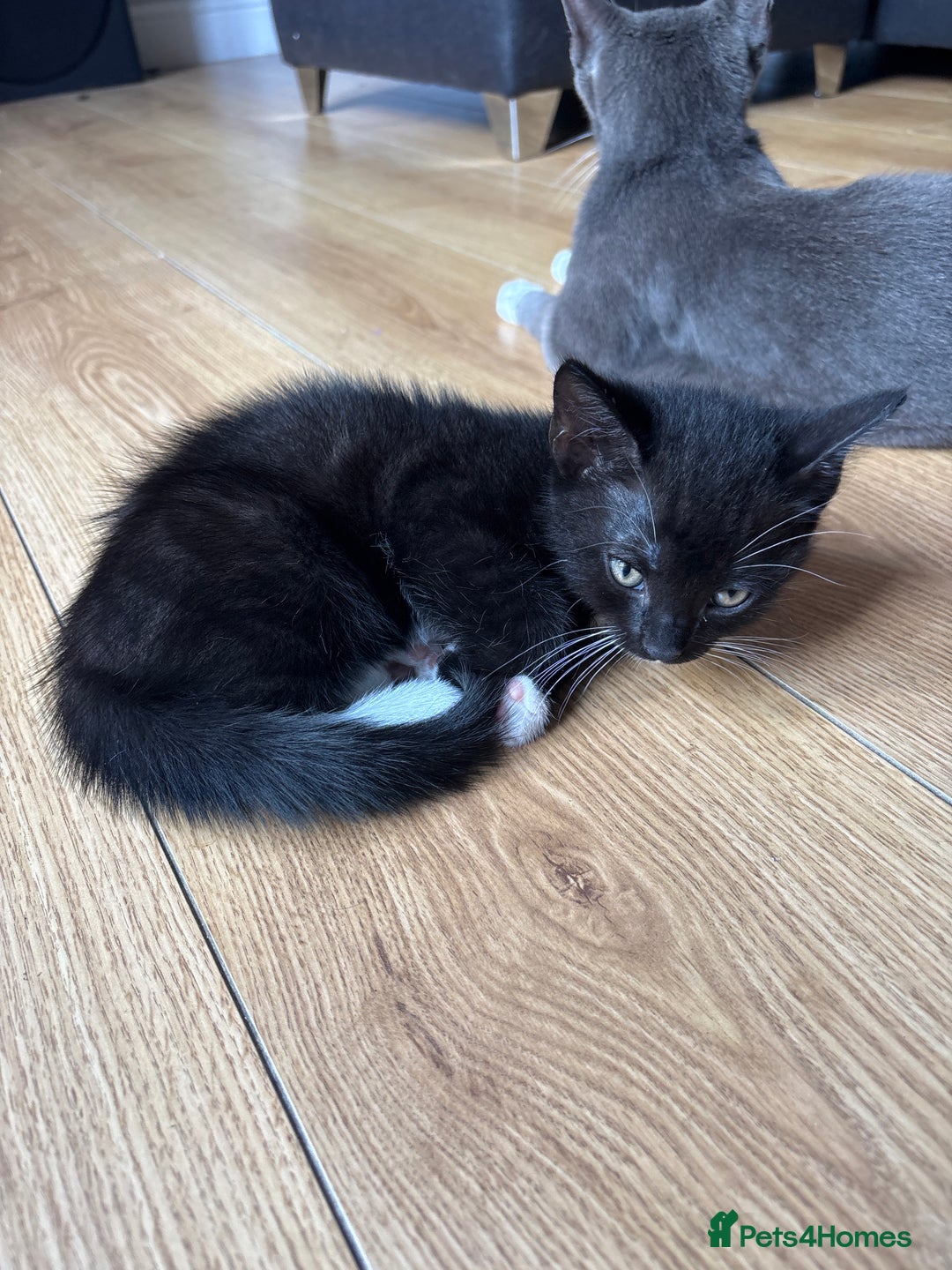 Domestic Shorthair cats for sale: 4 black and white kittens - Image 2