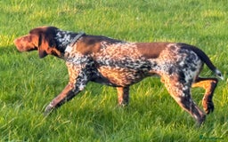 German Shorthaired Pointer dogs for stud: For Stud GSP Liver & White in Bracknell - Image 14