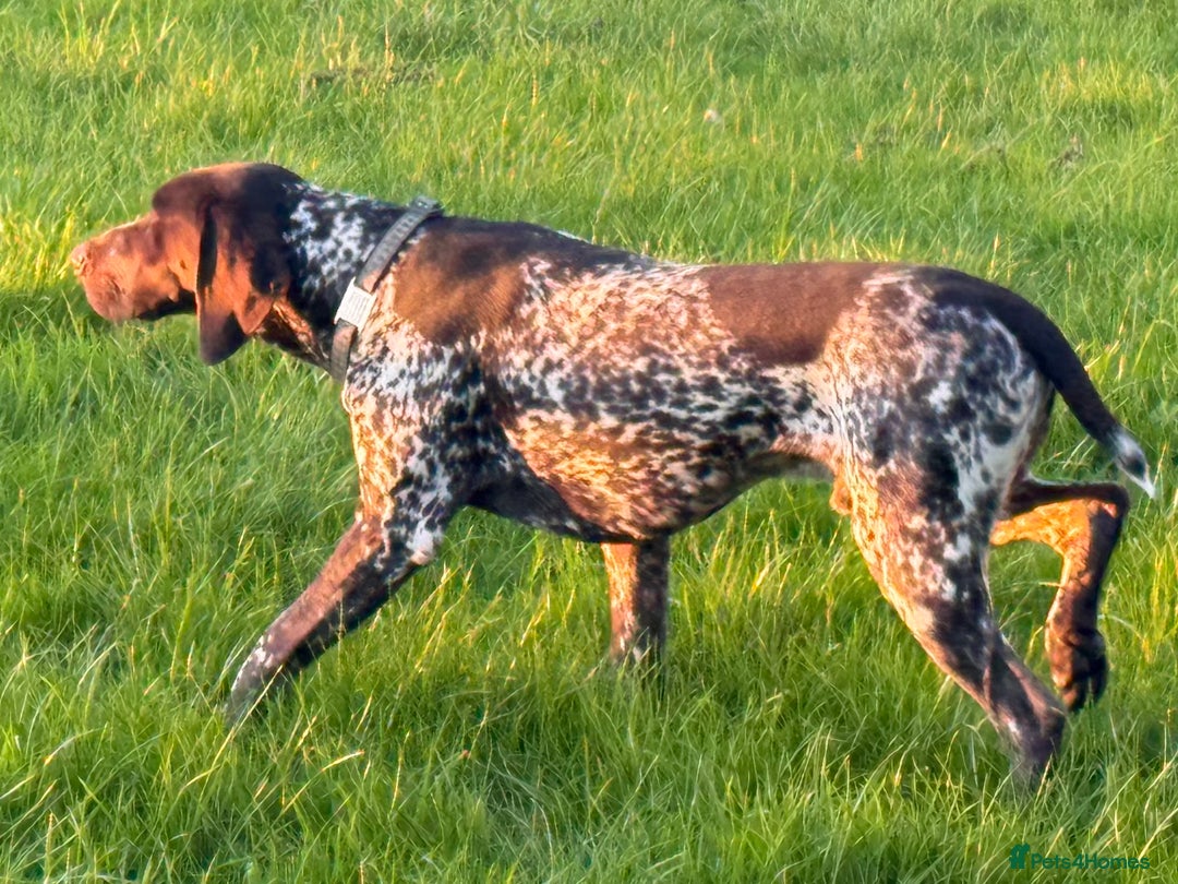 German Shorthaired Pointer dogs for stud: For Stud GSP Liver & White in Bracknell - Image 14