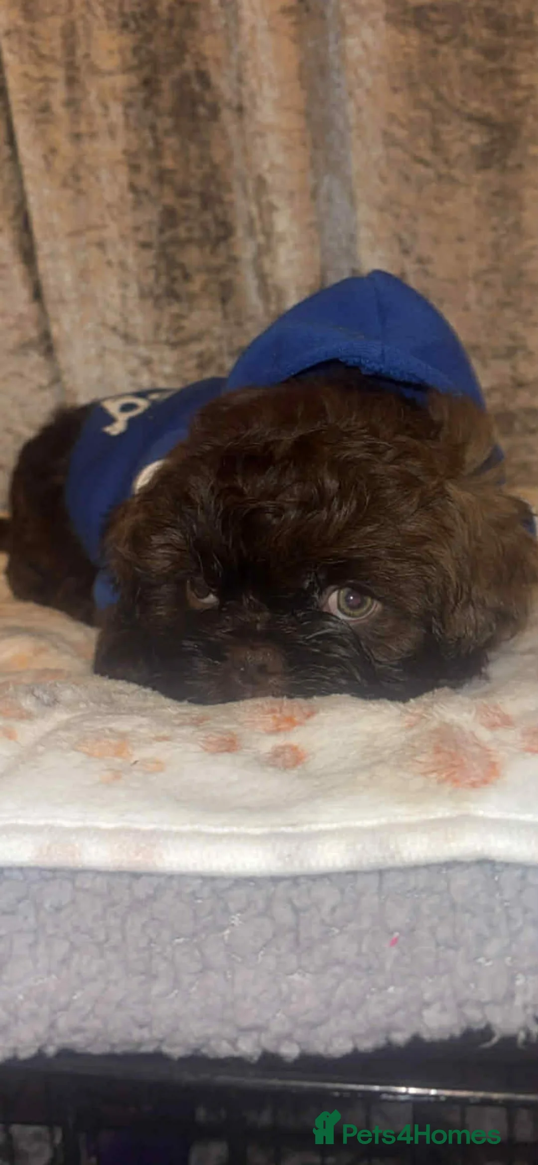 Shih Tzu dogs for sale: Shih Tzu Puppies For Sale - - Advert 19