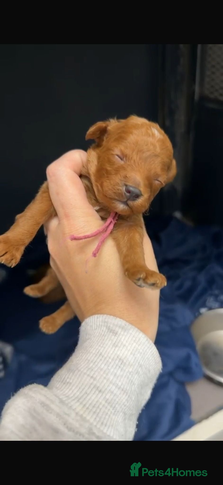 Toy Poodle dogs Deep red TOY POODLES❤️dna health clear parents  - Advert 6