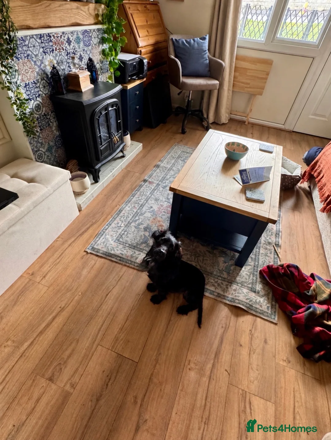Cocker Spaniel dogs for sale: Cocker spaniel puppy in Bath - Advert 2