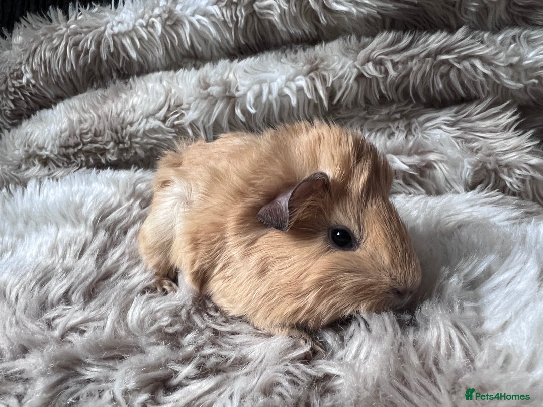 Guinea Pig rodents for sale: Baby guinea pigs Sows& Boars are can be reserved - Advert 9