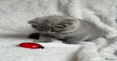 Scottish Fold cats - Advert 5