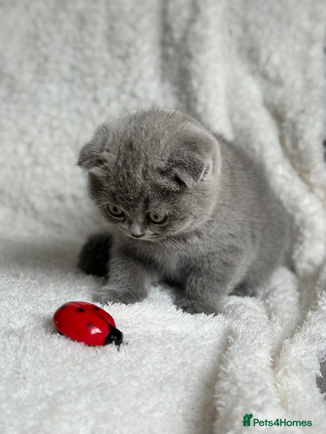 Scottish Fold cats for sale: Scottish fold and straight kittens  - Image 2
