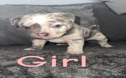 Mixed Breed dogs for sale: Pocket bully’s x staff pups  - Image 11