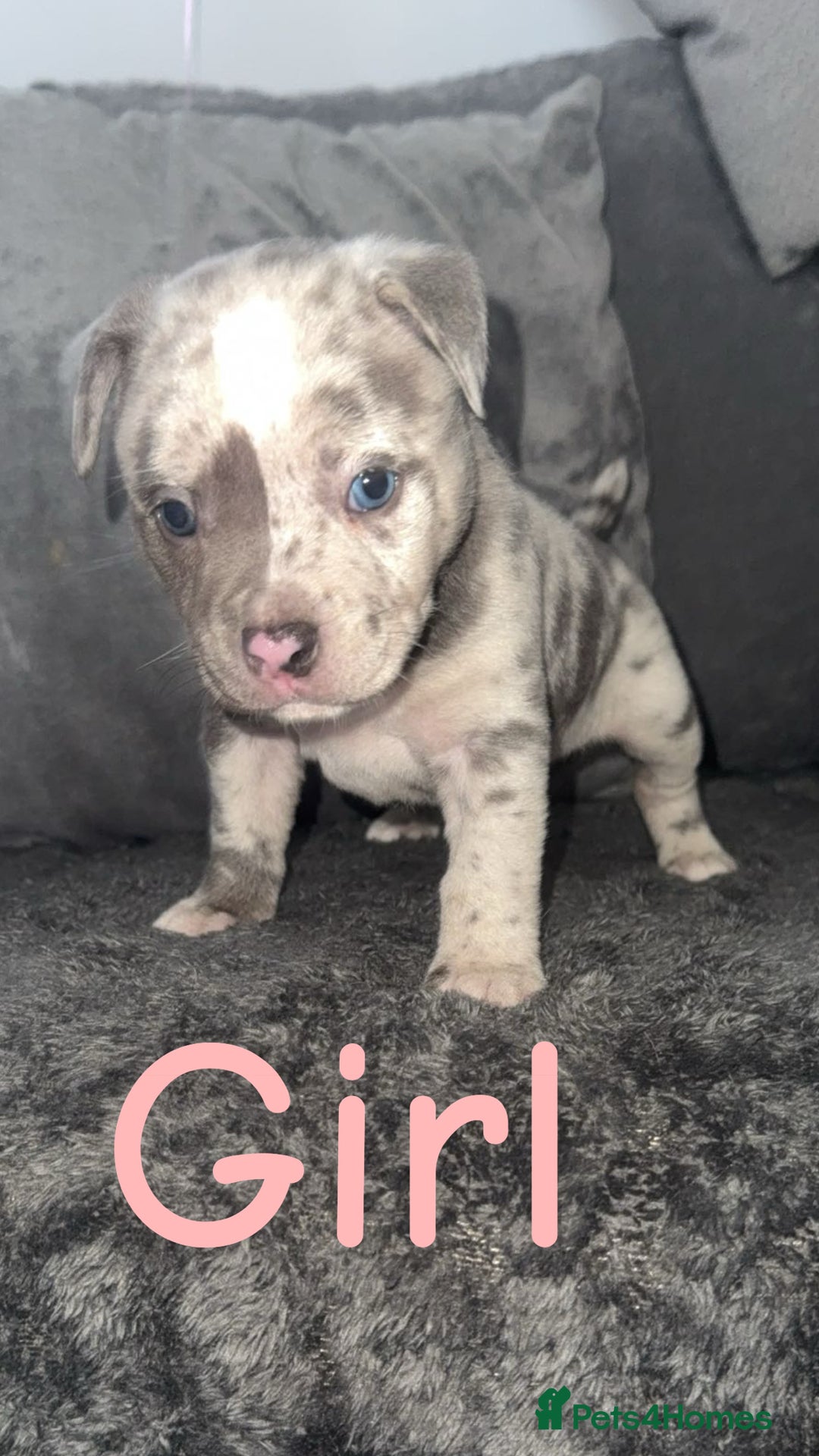 Mixed Breed dogs for sale: Pocket bully’s x staff pups  - Image 11
