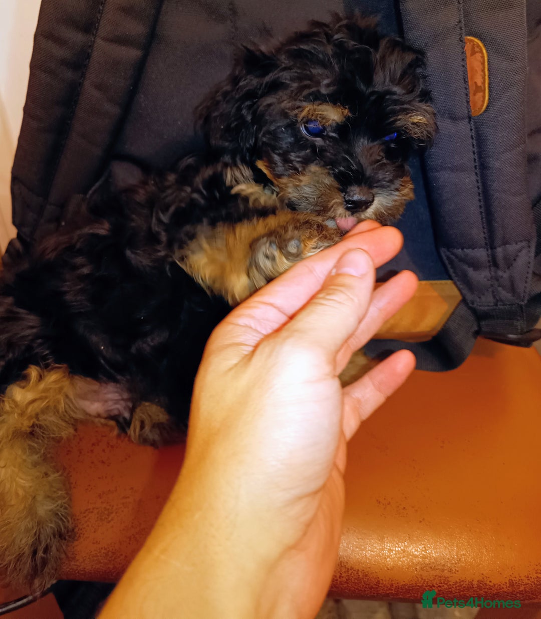 Yorkiepoo dogs for sale: 2 boys puppies Yorkiepoo  - Image 3