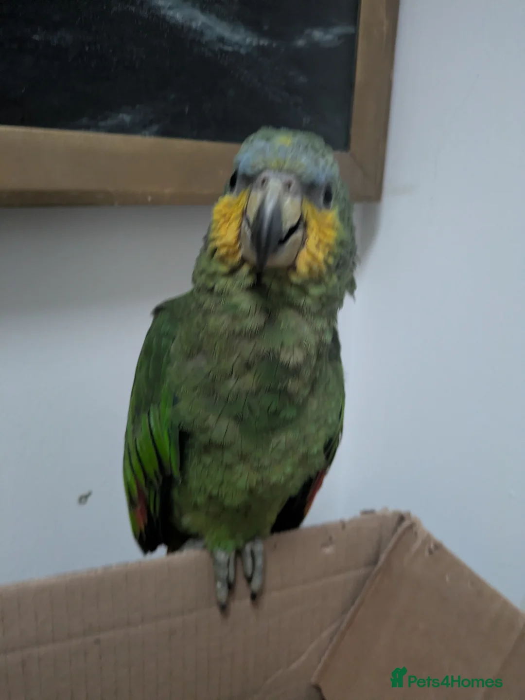 Parrots birds for sale: Orange winged Amazon friendly baby - Advert 2