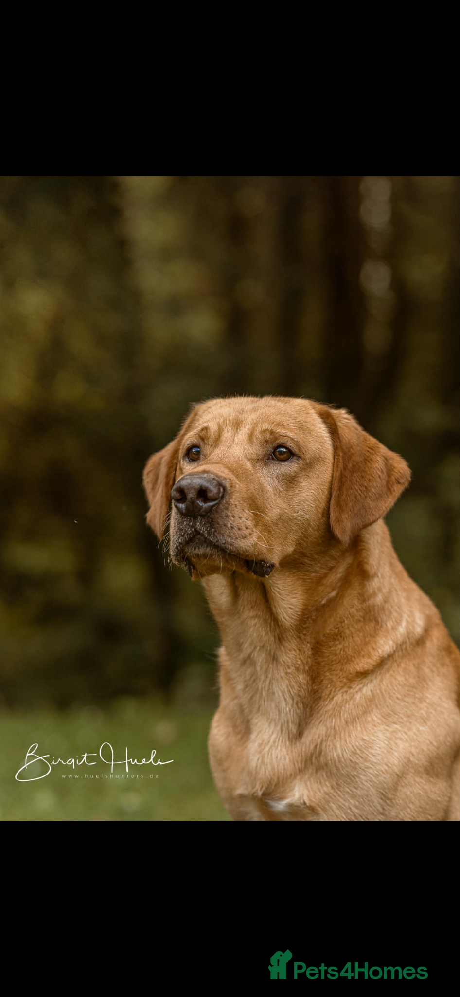 Labrador Retriever dogs 1 fox red boy & 1 yellow girl available.   - Advert 1