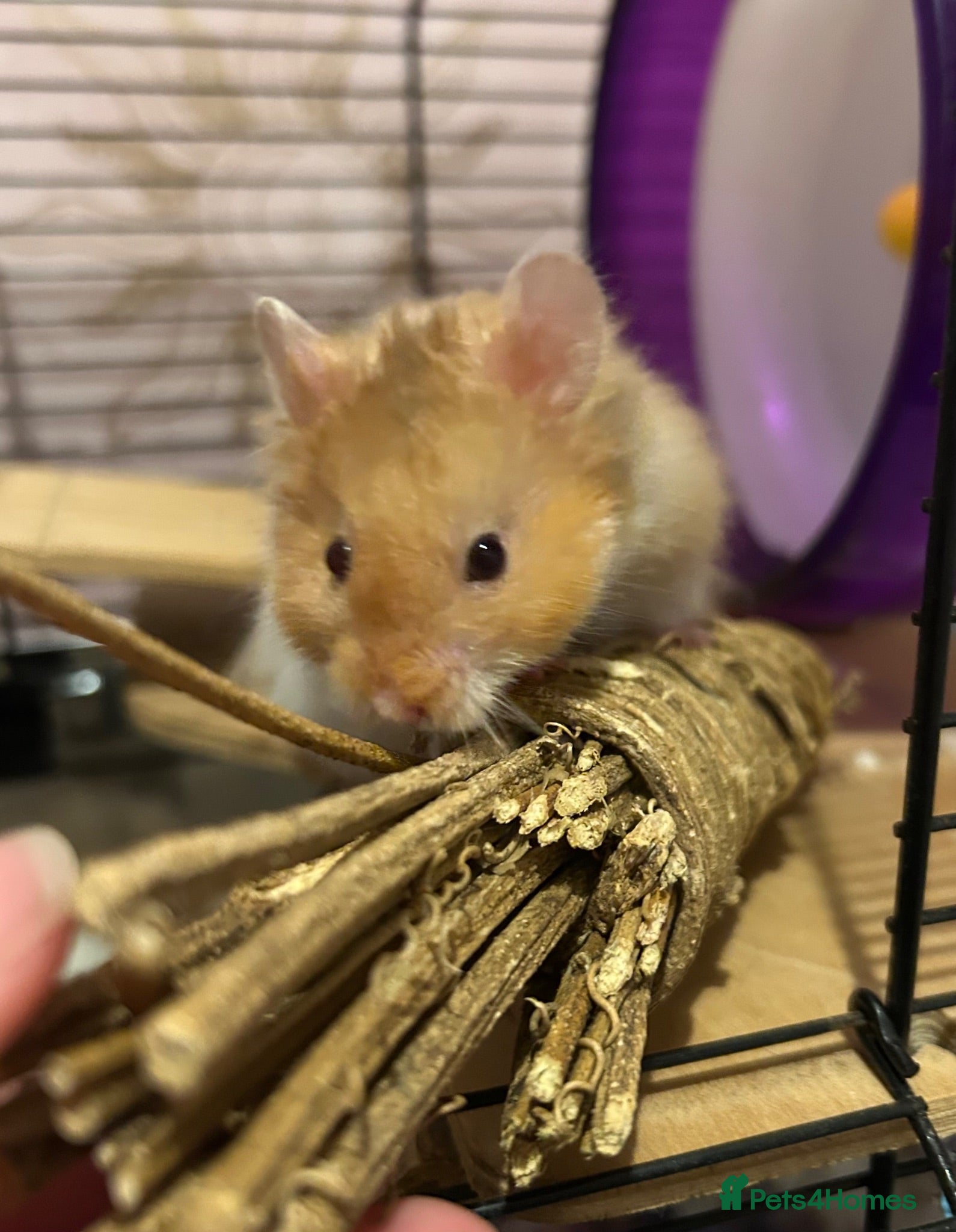 Hamster rodents Male Syrian long hair  - Advert 2