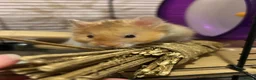 Hamster rodents for sale: Male Syrian long hair  in Hayle - Advert 1