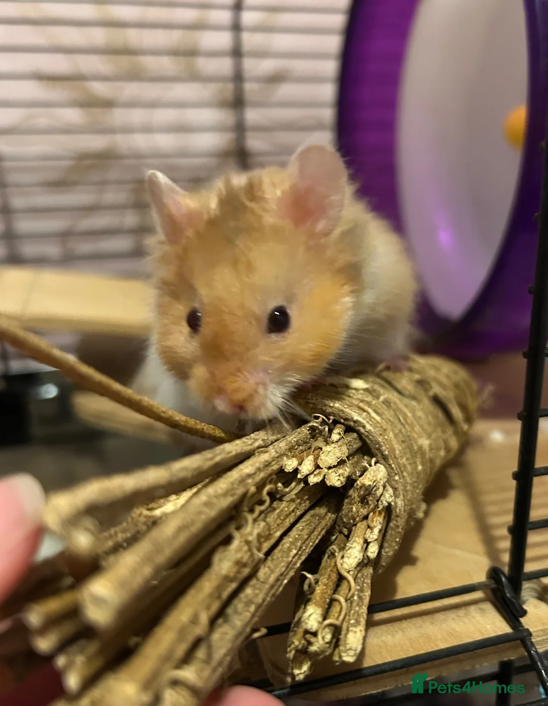 Hamster rodents for sale: Male Syrian long hair  in Hayle - Advert 1