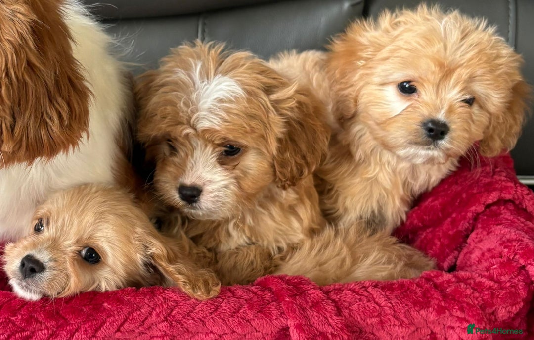 Cavapoo dogs for sale: Beautiful cavapoos ready now - Advert 11