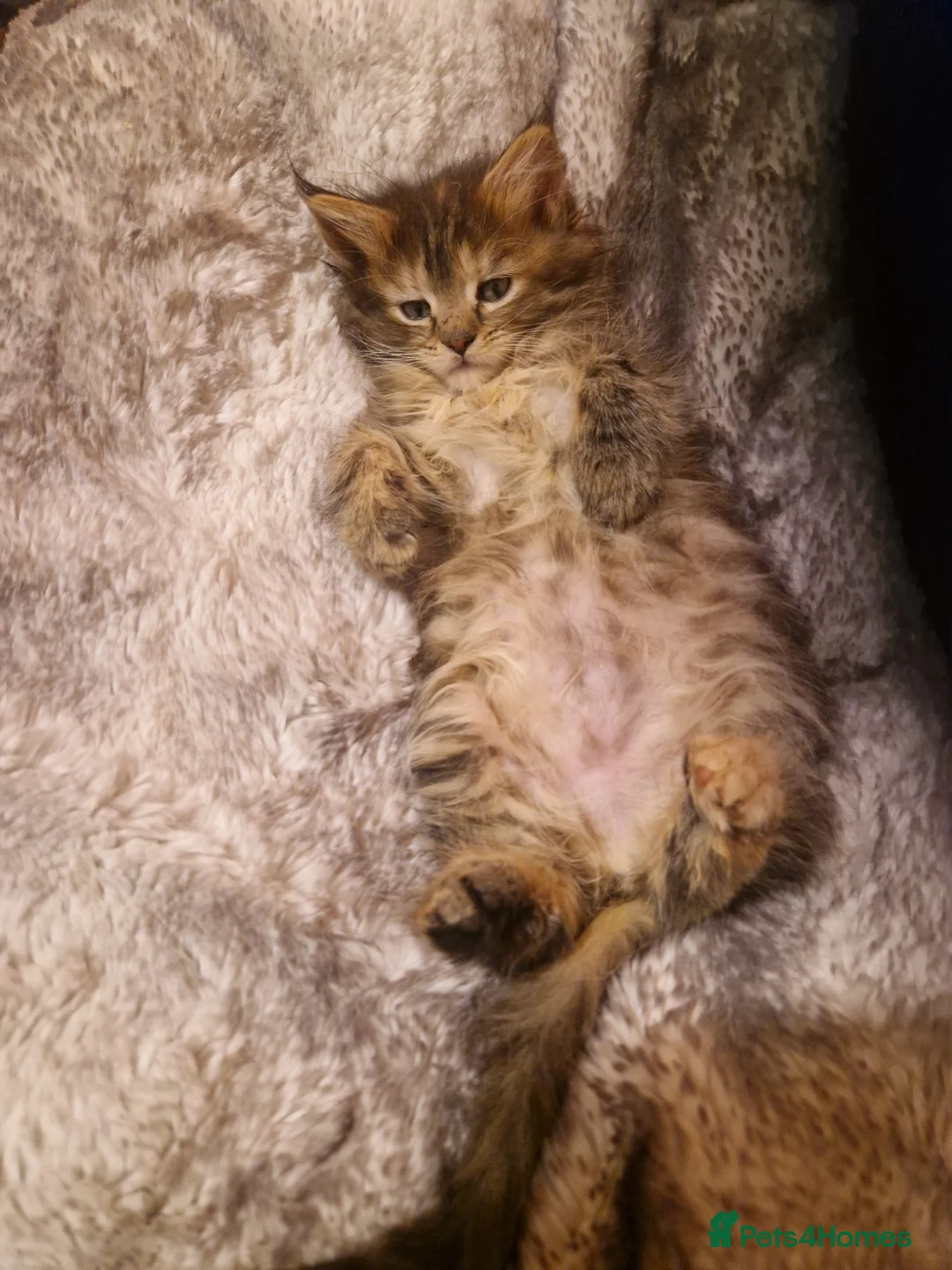 Mixed Breed cats for sale: Last female - mix Mainecoon - Advert 6