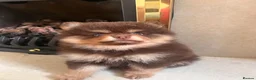 Pomeranian dogs for sale: Fluffy chocolate & tan boys READY TO LEAVE - Advert 12