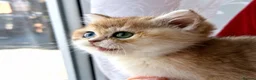British Shorthair cats for sale: Golden odd eye BSH kitten - Advert 5