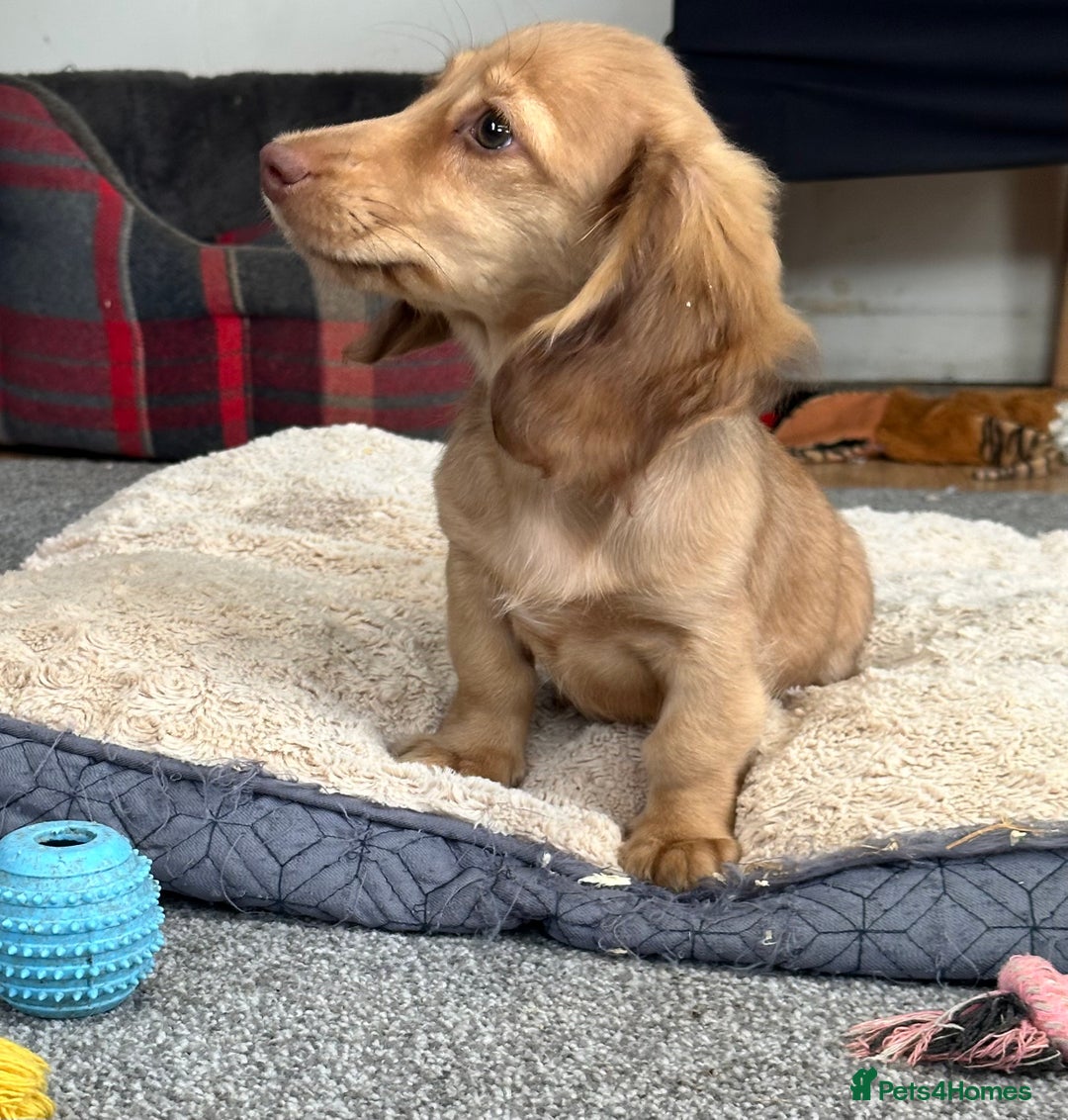 Miniature Dachshund dogs for sale: Gorgeous shaded cream boy and girl - Image 4