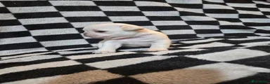 Pug 2
