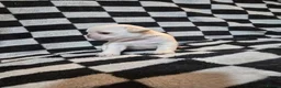 Pug dogs for sale: Kc registered Pug puppies  - Advert 13
