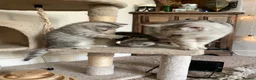 British Shorthair cats for sale: British short hair kittens  - Advert 13