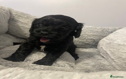 Cavapoo dogs for sale: Beautiful F1 Cavapoos  - Advert 6