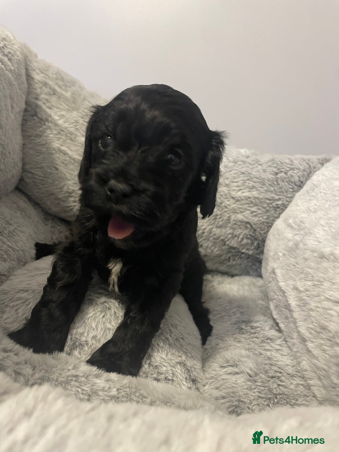 Cavapoo dogs for sale: Beautiful F1 Cavapoos  - Advert 6