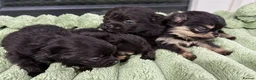 Pomeranian dogs for sale: Teddy bear Pomeranian puppies available - Advert 5