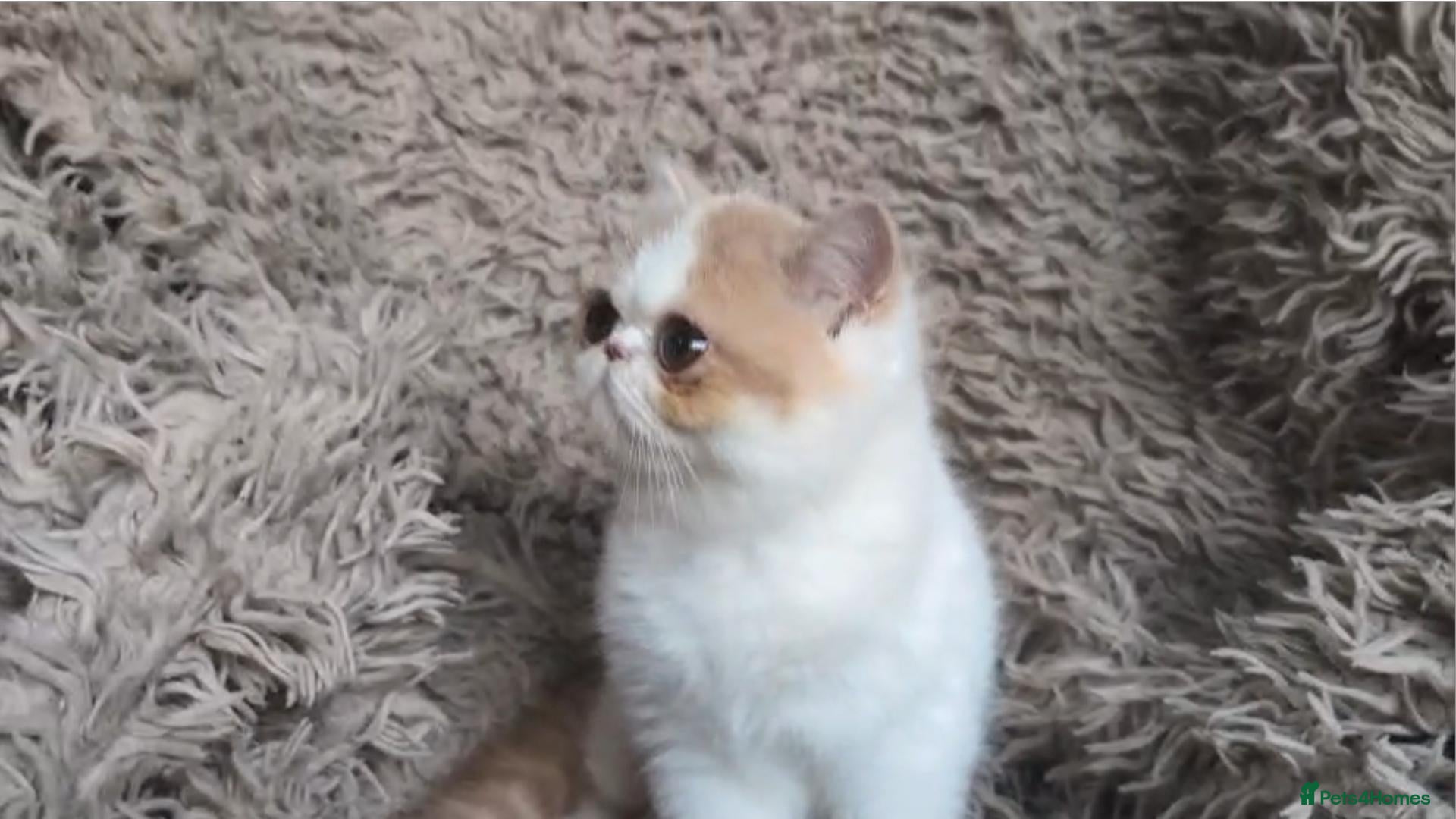 Persian cats Persian Kitten - Advert 1