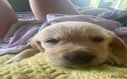 Goldador dogs for sale: Puppies- Goldadors (Golden retriever) (Labrador)  - Image 5