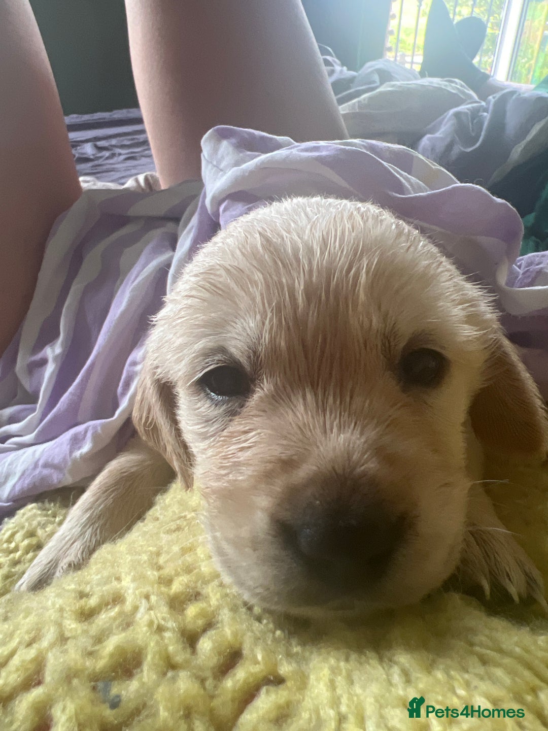 Goldador dogs for sale: Puppies- Goldadors (Golden retriever) (Labrador)  - Image 5