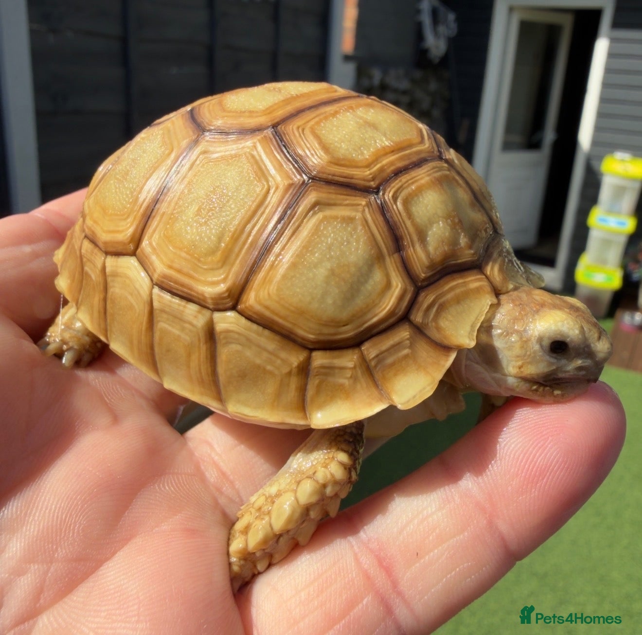Tortoise reptiles for sale: 🐢 TORTOISE BABIES 🐢 - Advert 1