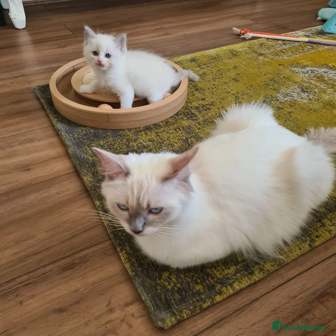 Ragdoll cats for sale: Gorgeous ragdoll kittens - Advert 20
